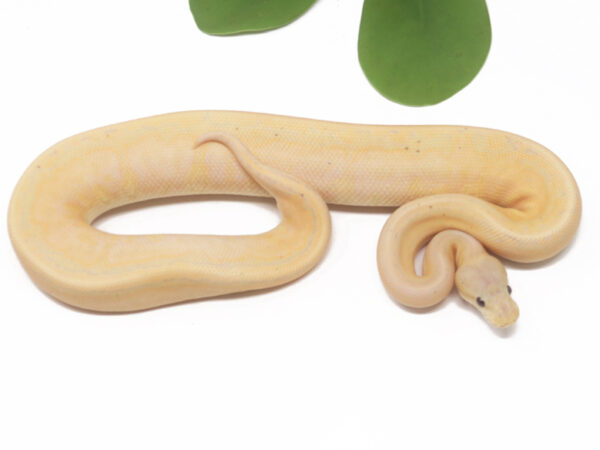 Banana Cinnamon Pin (Female)