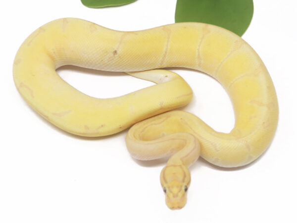 Banana Enchi Pin (Female)
