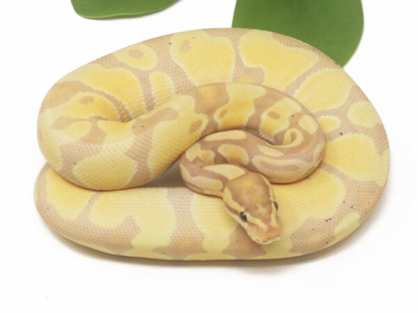 Banana Enchi (Female)