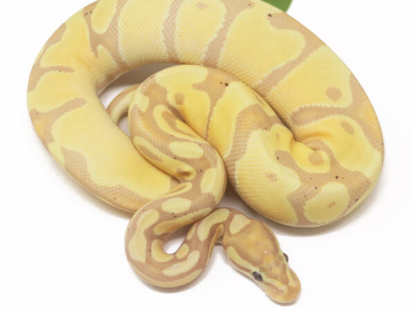 Banana Enchi (Female)