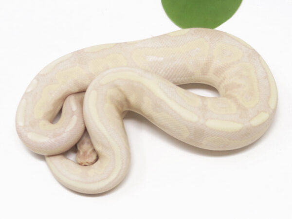 Super Banana Cinnamon (Male)