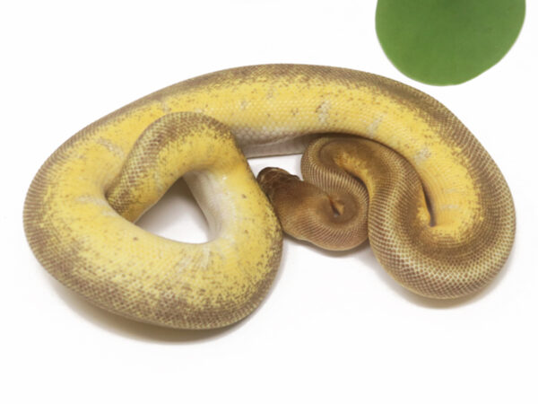 Sunset Enchi Pin (Female)