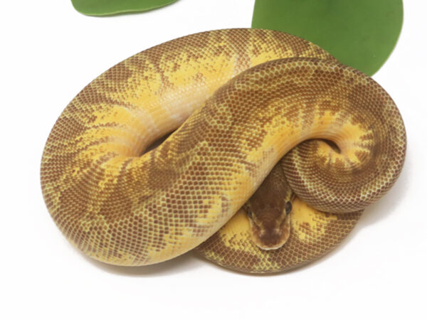 Sunset Enchi (Male)