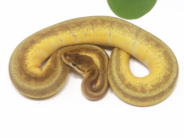 Sunset Enchi Pin (Female)