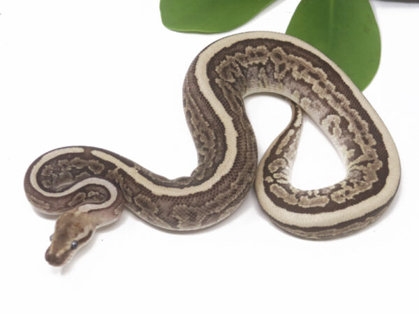 Bamboo Leopard Mahogany (Male)