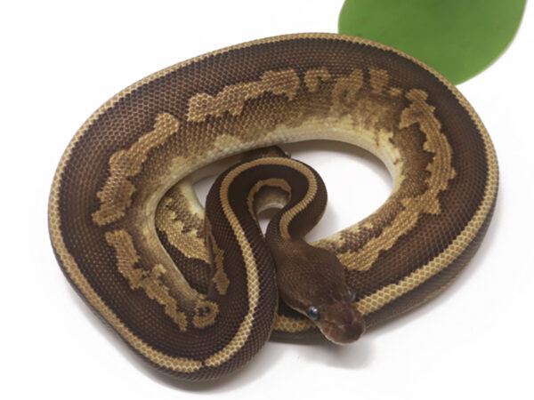 Leopard Mahogany Mojave (Male)