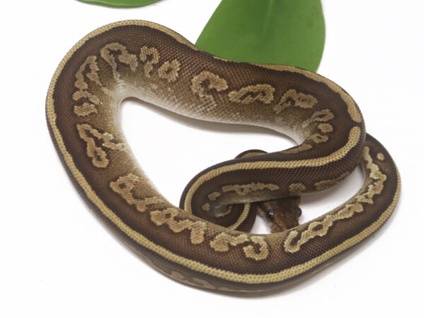 Mahogany Mojave (Female)