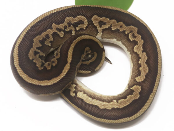 Leopard Mahogany Mojave (Female)