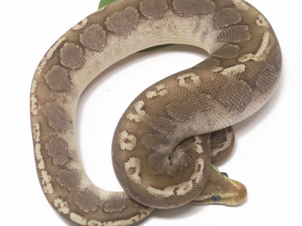 Bamboo Mahogany Pastel (Male)