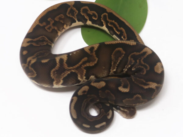 GHI Black Pastel (Male)