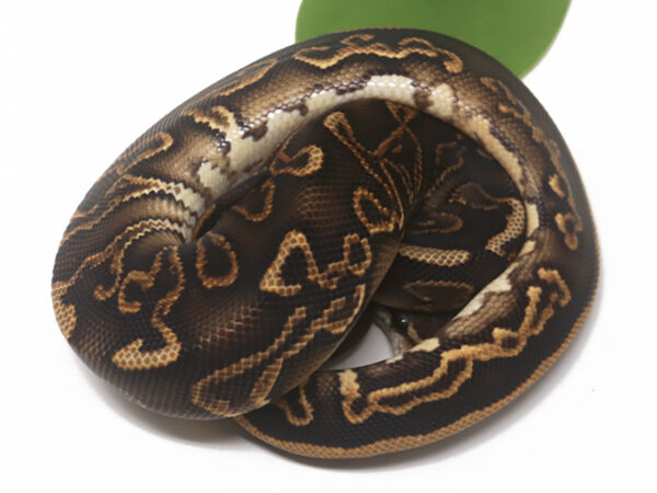 GHI Black Pastel (Male)