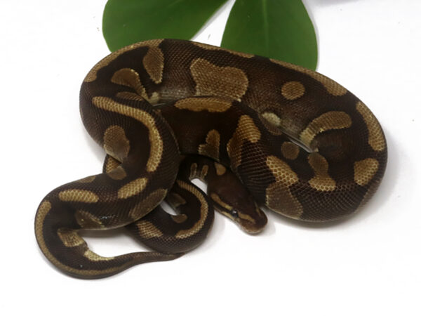 Mahogany Enchi (Female)