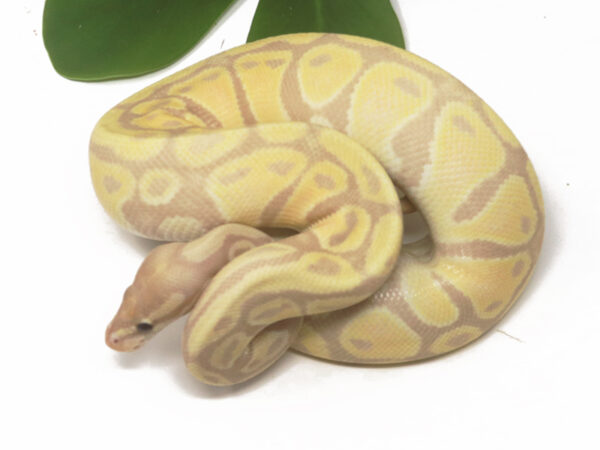 Super Banana (Female)