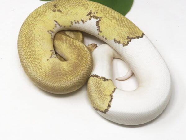 Champagne Mojave DR (Female)