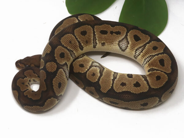Clown (Female)