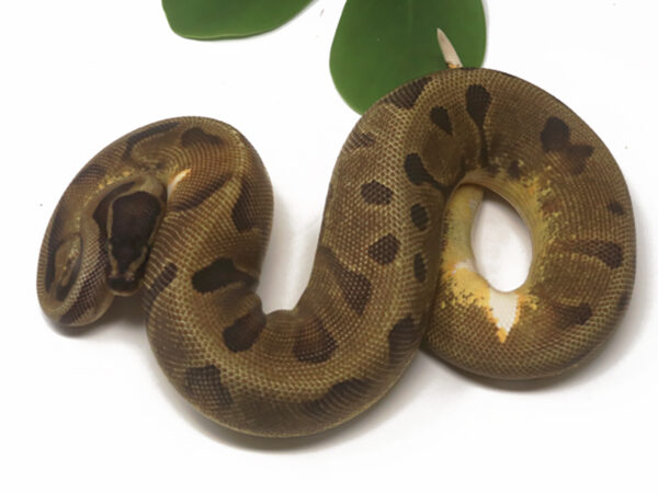 Pied Enchi (Female)