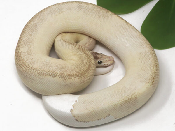GHI Champagne Fire (Male)