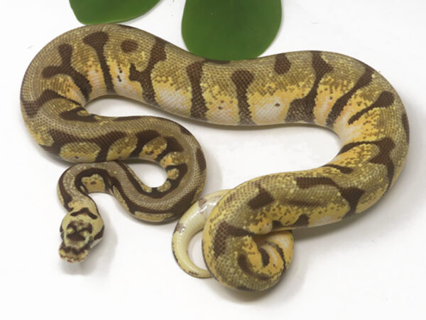 Leopard Spotnose Enchi Pastel (Female)