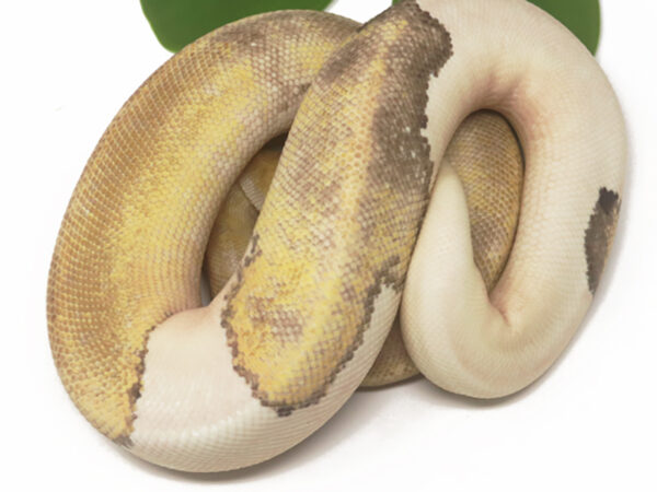 Champagne Mojave DR (Female)