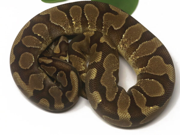 Enchi YB (Female)