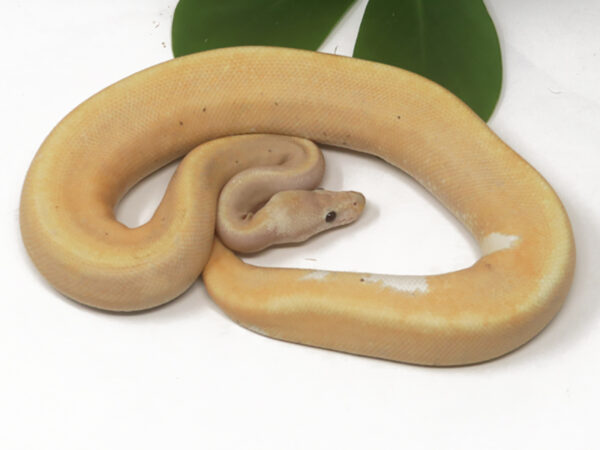 Banana GHI Champagne Cinnamon (Male)