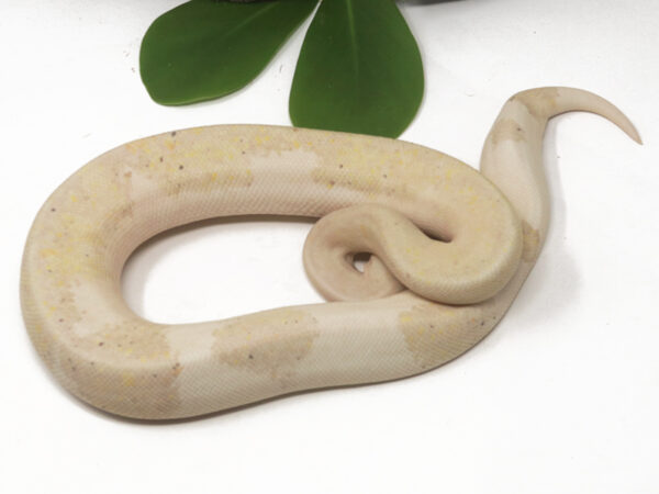 Banana Champagne Pewter (Male)
