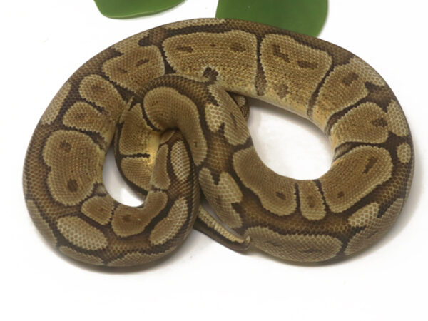 Bongo Woma (Male)
