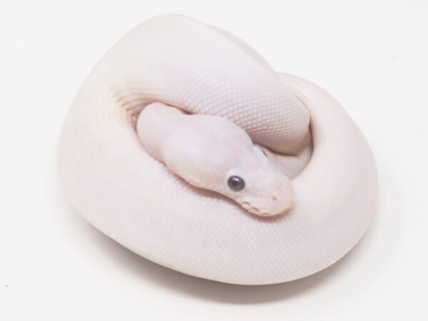Blue Eye Leucistic (Male)