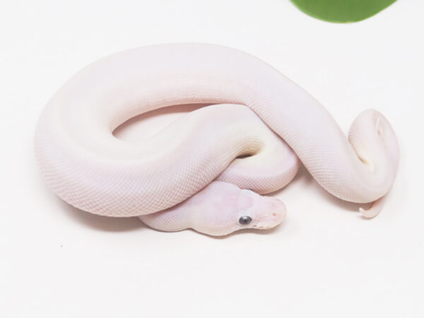 Blue Eye Leucistic (Male)