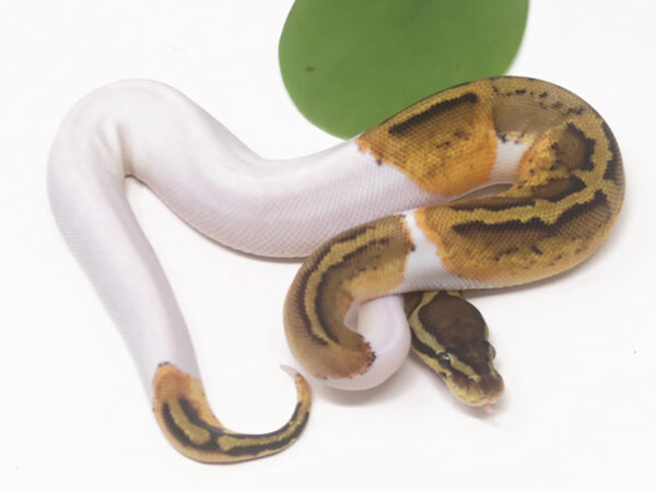 Pied Pastel (Female)