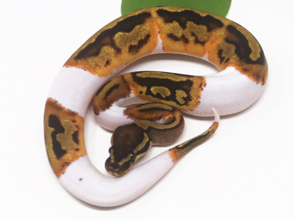 Pied (Female)