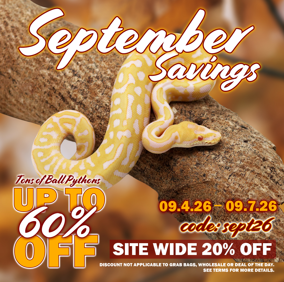 september2026 Ball Pythons and other Reptiles for sale