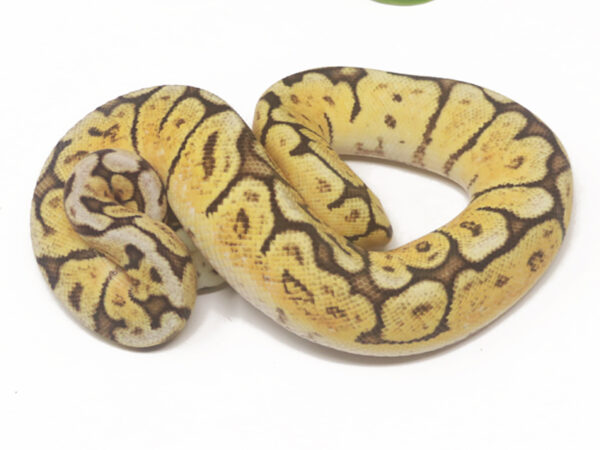 GHI Bee (Male)