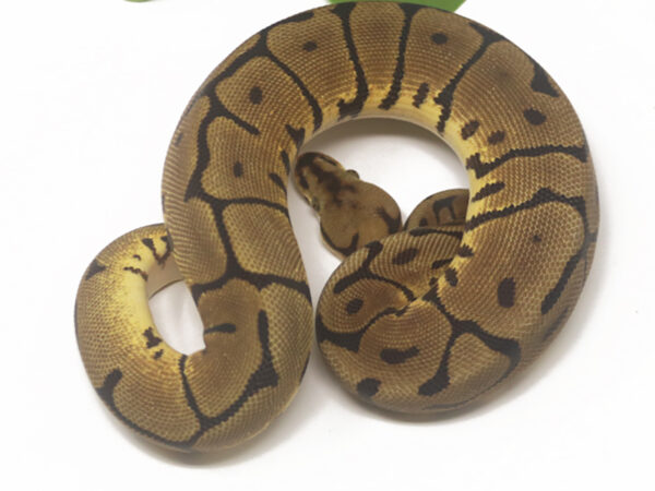 Leopard Spider (Female)