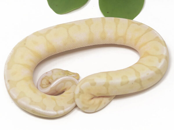 Banana Bee (Female)