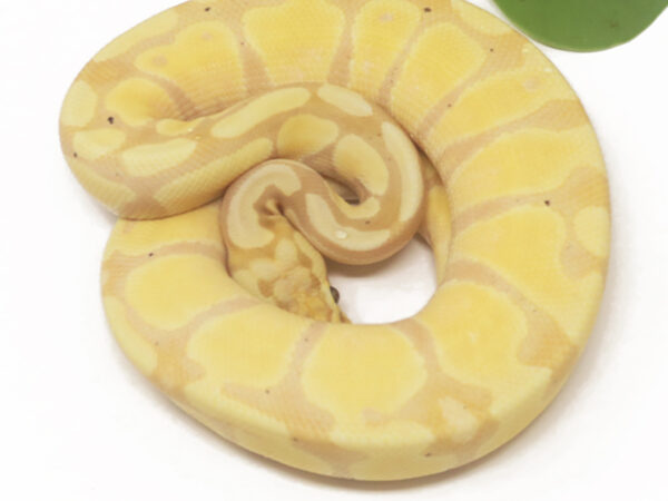 Banana Enchi Pastel (Female)