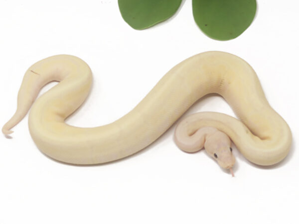 Super Banana Pin (Male)