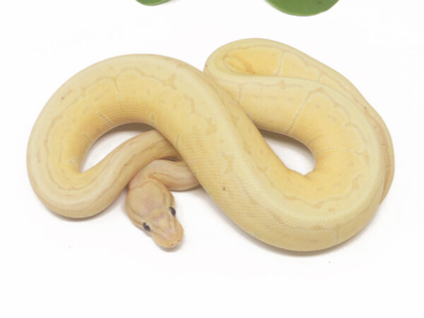 Banana Pin (Female)