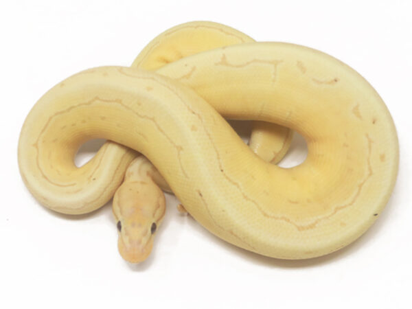 Banana Pin (Female)