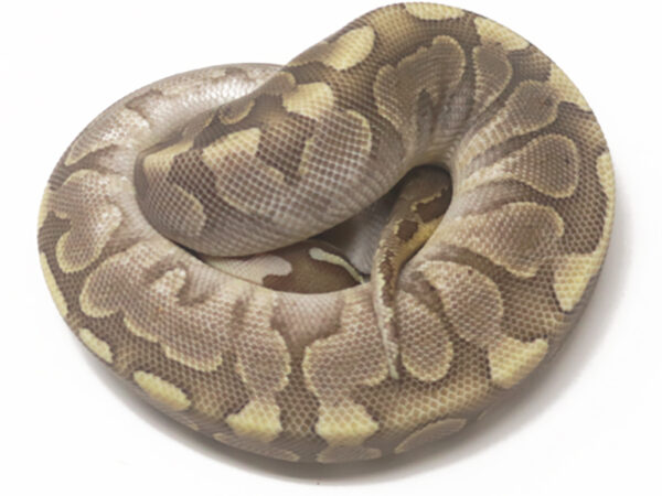 Bamboo Mahogany Enchi (Female)