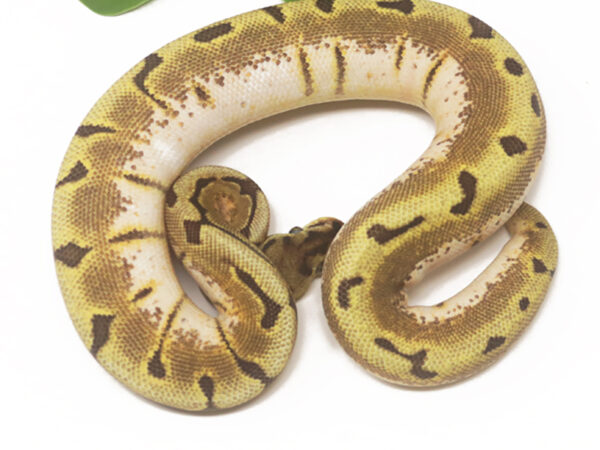Stinger Bee (Female)