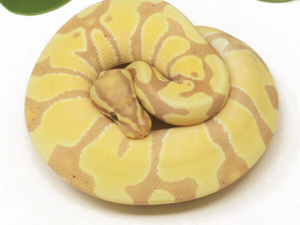 Banana Enchi (Female)