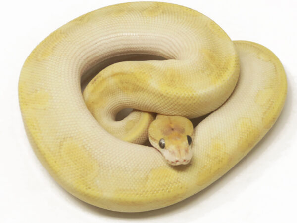 Champagne Enchi Butter (Male)