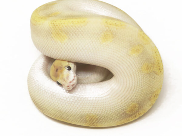 Champagne Enchi Butter (Male)
