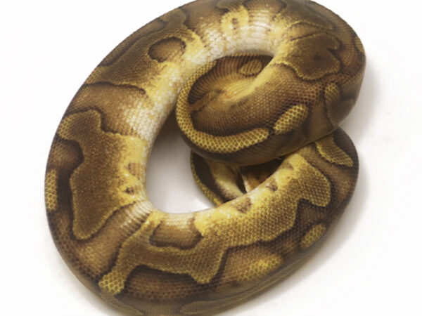 Champagne Leopard Enchi (Female)