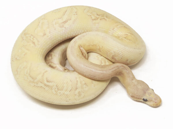 Banana HGW Super Pastel Mojave (Male)