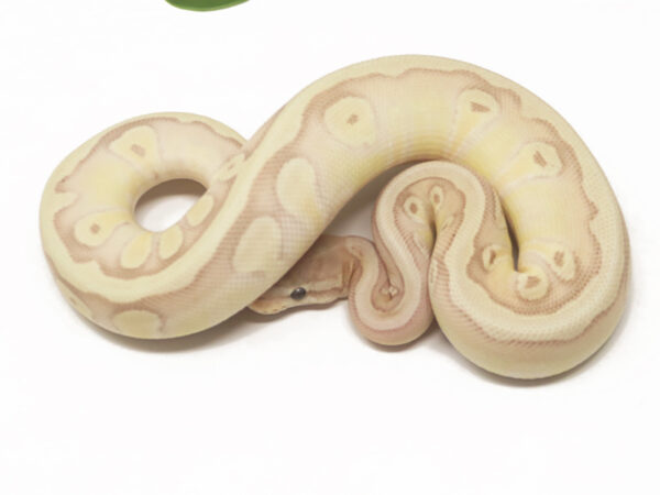 Banana HGW Mojave (Female)