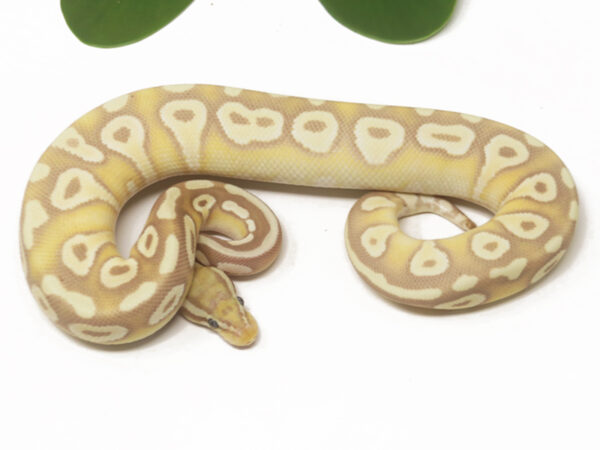 Banana Pastave (Female)