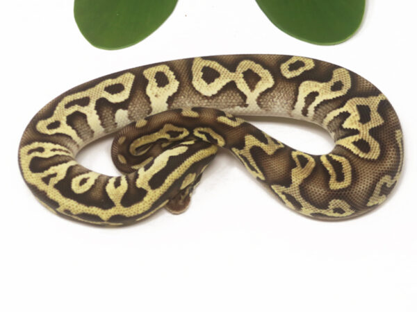 Leopard Pastave (Female)
