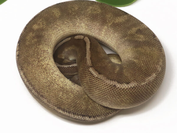 GHI HGW Pewter (Female)
